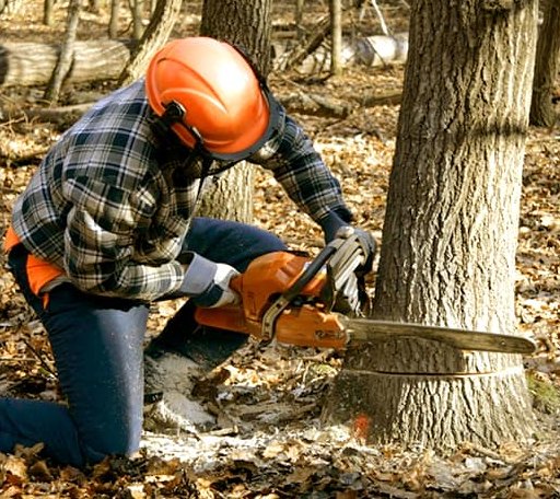 Tree Removal in Ranger, WV